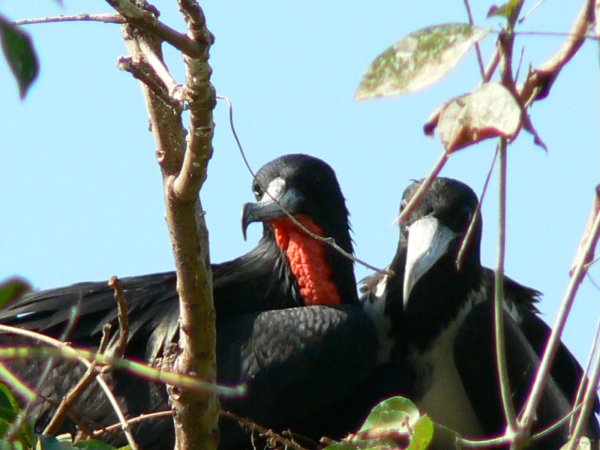 12- Couple de fregates au nid 